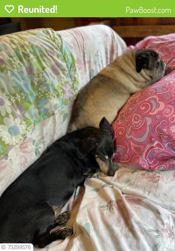 Reunited Female Dog last seen Golf Road, Lapeer, MI 48446