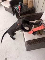 Found/Stray Unknown Dog last seen Apison road, Cohutta, GA 30710