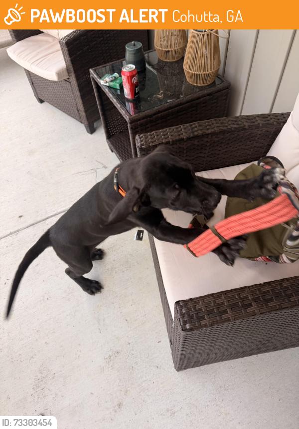 Found/Stray Unknown Dog last seen Apison road, Cohutta, GA 30710