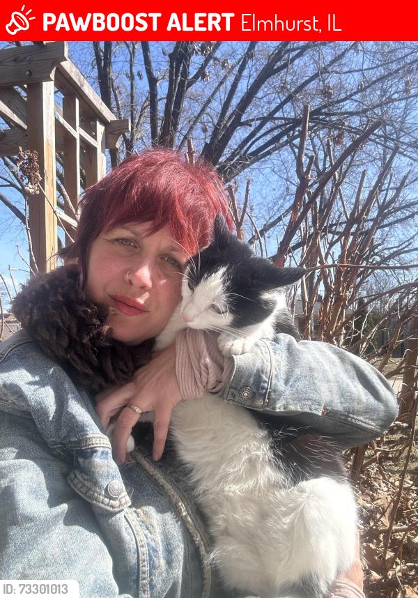 Lost Female Cat last seen Fullerton Avenue and Emroy Avenue, Elmhurst, IL 60126