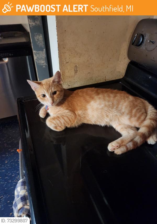 Found/Stray Male Cat last seen Webster and Spring River Drive, Southfield, MI 48076