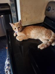 Found/Stray Male Cat last seen Webster and Spring River Drive, Southfield, MI 48076