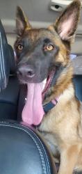 Found/Stray Female Dog last seen Corner of Ivy Ave and Palmetto Ave, Fontana, CA 92335
