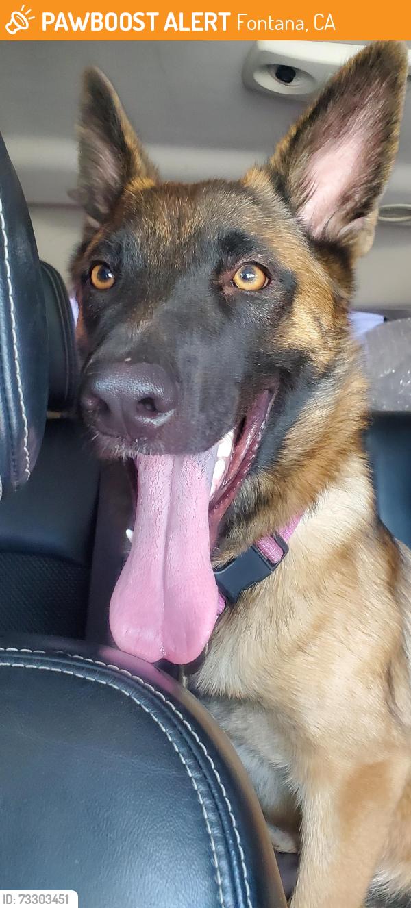 Found/Stray Female Dog last seen Corner of Ivy Ave and Palmetto Ave, Fontana, CA 92335