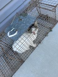 Shelter Stray Unknown Cat last seen Near Wanda Circle, VIRGINIA BEACH, VA, 23464, 341 S Birdneck Rd, Virginia Beach, VA 23451, USA