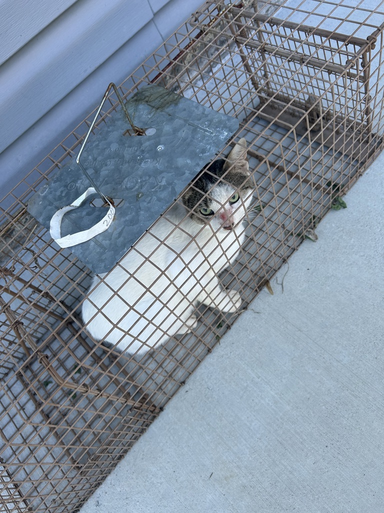 Shelter Stray Unknown Cat last seen Near Wanda Circle, VIRGINIA BEACH, VA, 23464, 341 S Birdneck Rd, Virginia Beach, VA 23451, USA