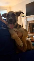 Found/Stray Male Dog last seen Celanese Village, Rome, GA 30161