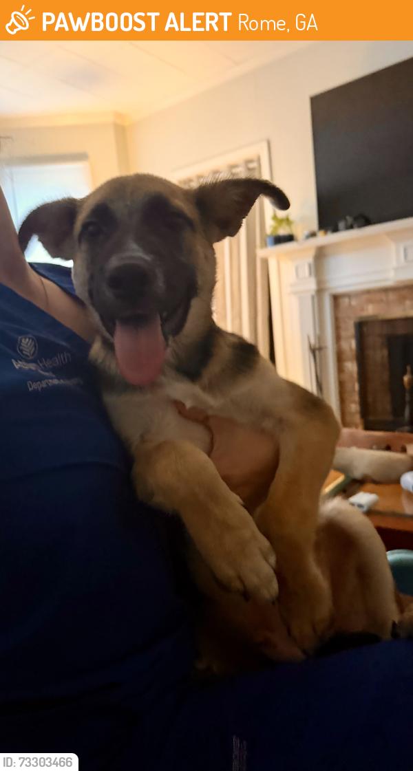 Found/Stray Male Dog last seen Celanese Village, Rome, GA 30161