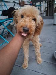 Reunited Female Dog last seen 152nd street, Cleveland, OH 44110