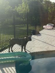 Found/Stray Male Dog last seen Mccrory St Port St. Lucie, Port St. Lucie, FL 34953