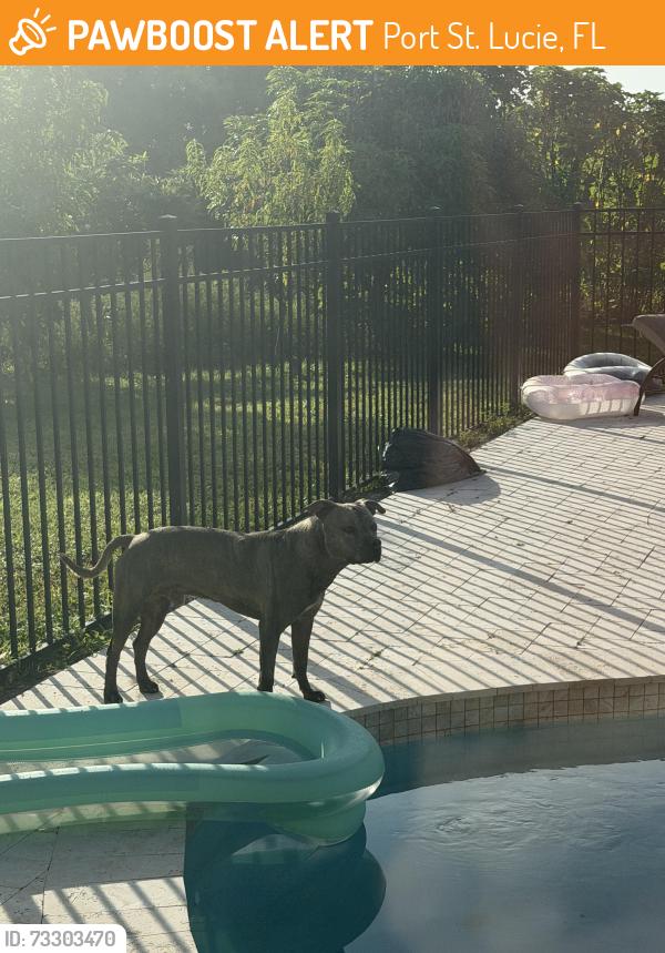 Found/Stray Male Dog last seen Mccrory St Port St. Lucie, Port St. Lucie, FL 34953