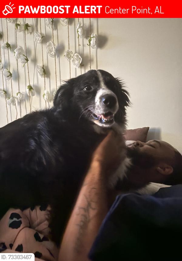 Lost Female Dog last seen The neighborhood behind the old apple bs in center point, Center Point, AL 35215