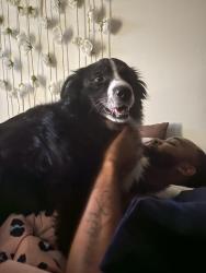 Lost Female Dog last seen The neighborhood behind the old apple bs in center point, Center Point, AL 35215