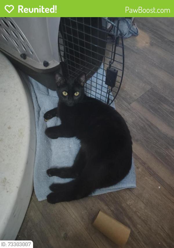 Reunited Female Cat last seen Pierre way, El Cajon, CA 92021