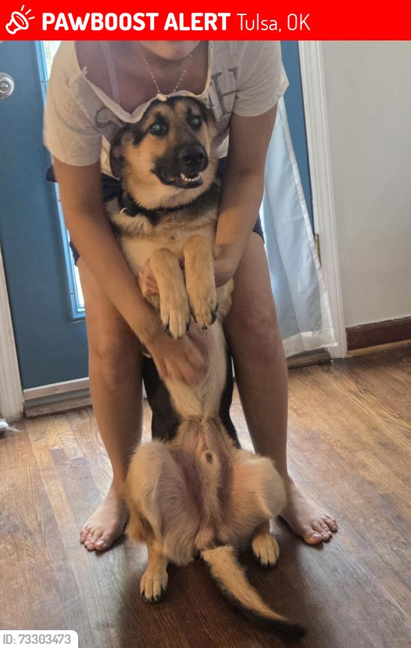 Lost Male Dog last seen W 38th st, Tulsa, OK 74107