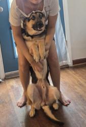 Lost Male Dog last seen W 38th st, Tulsa, OK 74107