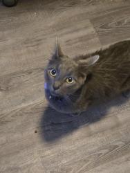 Found/Stray Female Cat last seen Tamarack, Forest Grove, OR 97116