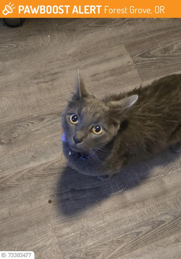 Found/Stray Female Cat last seen Tamarack, Forest Grove, OR 97116