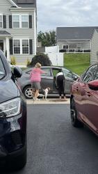 Reunited Female Dog last seen On side of 79 heading North right as you’re leaving Bridgeville, Bridgeville, PA 15017