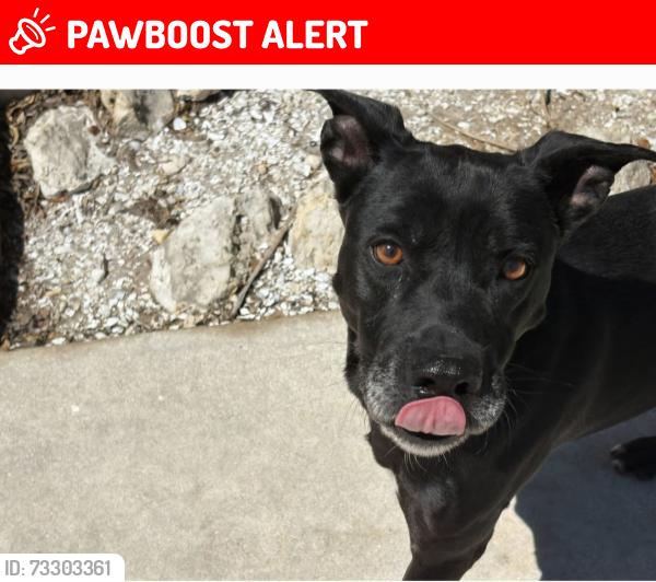 Lost Male Dog last seen TUCKAWAY COURT, North Fort Myers, FL 33903