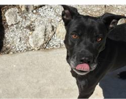 Lost Male Dog last seen TUCKAWAY COURT, North Fort Myers, FL 33903