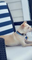 Reunited Female Dog last seen Seidel Road, Winter Garden, FL 34787