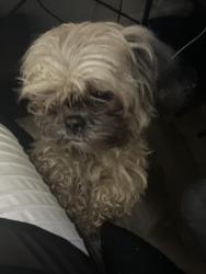 Reunited Female Dog last seen Lauderhill On 56th between Oakland park and sunrise, Lauderhill, FL 33313
