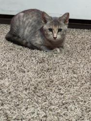 Reunited Female Cat last seen Prospect Rd and E Woodland Ave, Springfield Township, PA 19064