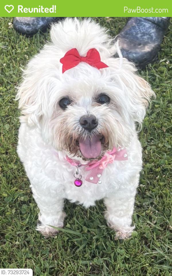 Reunited Female Dog last seen Fanuel and Grand, San Diego, CA 92109