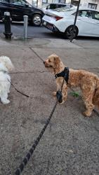 Lost Male Dog last seen West 116th street and Fredrick Douglas ave, New York, NY 10026