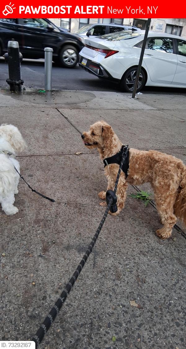 Lost Male Dog last seen West 116th street and Fredrick Douglas ave, New York, NY 10026