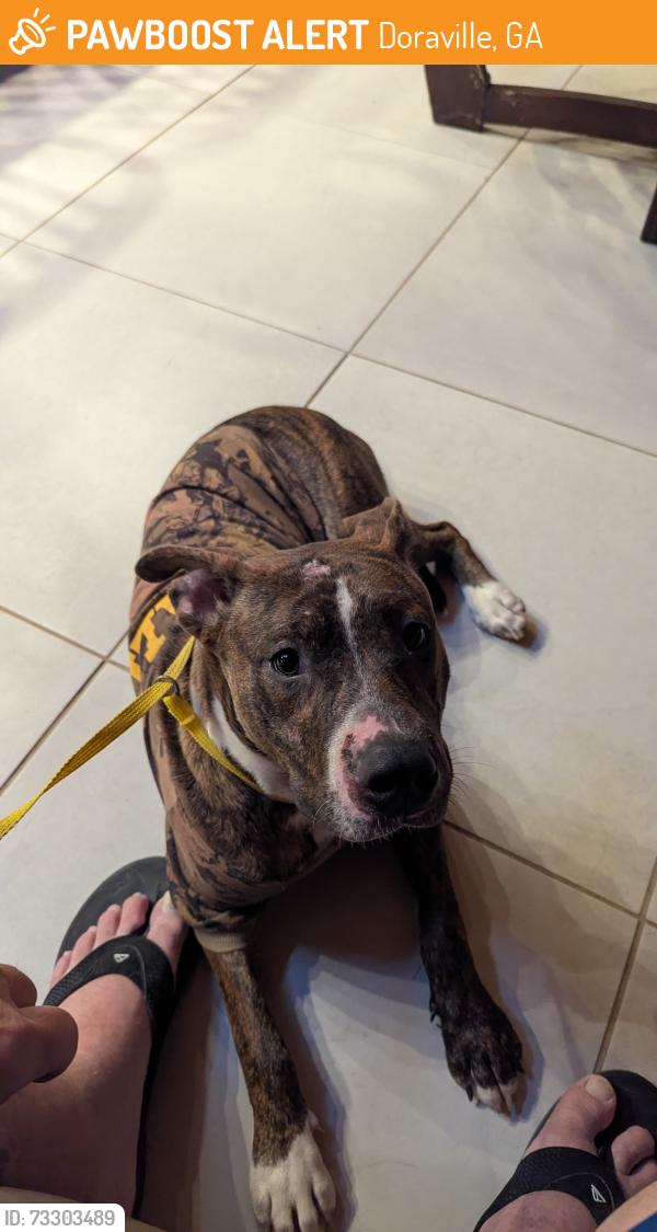Found/Stray Male Dog last seen Archwood Dr., Doraville, GA 30340