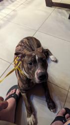 Found/Stray Male Dog last seen Archwood Dr., Doraville, GA 30340