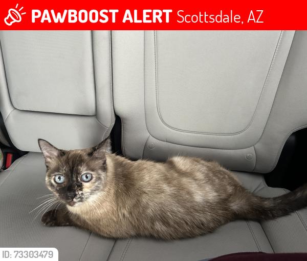 Lost Female Cat last seen 70th Street and Continental Ave, Scottsdale, AZ 85257
