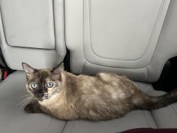 Lost Female Cat last seen 70th Street and Continental Ave, Scottsdale, AZ 85257