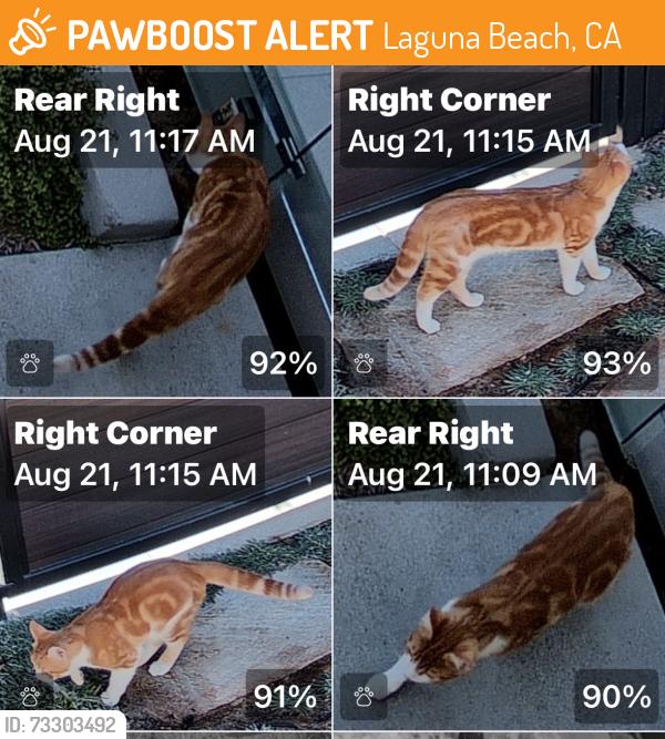 Found/Stray Unknown Cat last seen Cresta, Laguna Beach, CA 92651