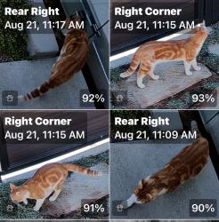 Found/Stray Unknown Cat last seen Cresta, Laguna Beach, CA 92651