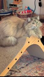 Lost Female Cat last seen Wil Loyd Dr, Melstone, Merchants, Knoxville, TN 37912