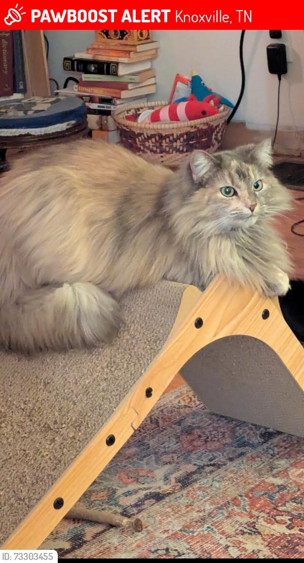 Lost Female Cat last seen Wil Loyd Dr, Melstone, Merchants, Knoxville, TN 37912