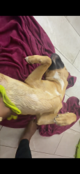 Reunited Male Dog last seen Handley park, Lakeland, FL 33810