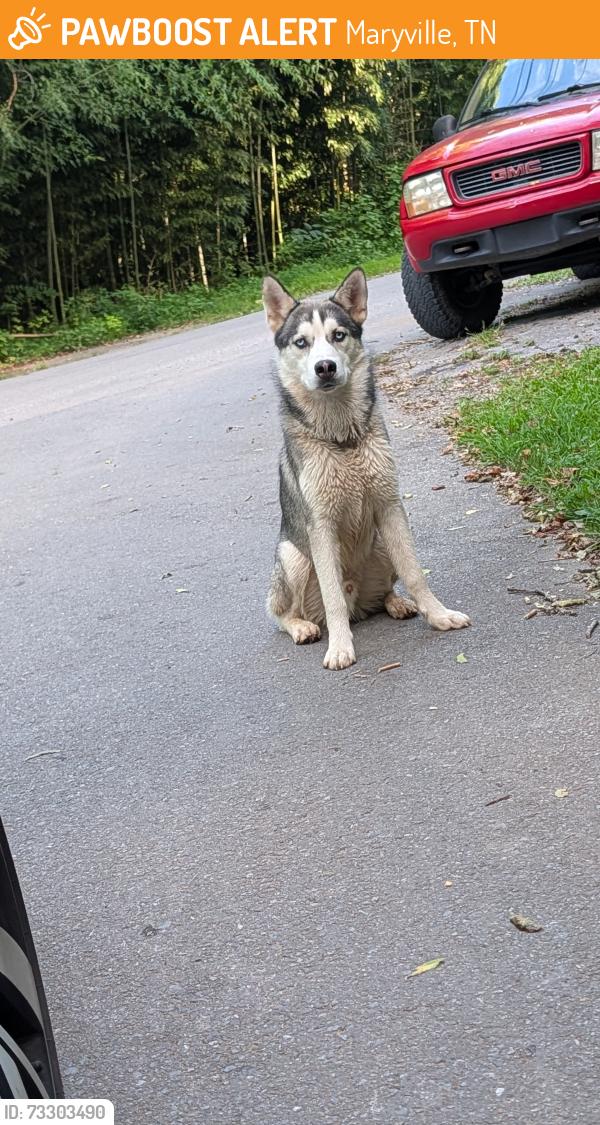 Found/Stray Male Dog last seen Butterfly Gap Loop, Maryville, TN 37803