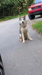 Found/Stray Male Dog last seen Butterfly Gap Loop, Maryville, TN 37803