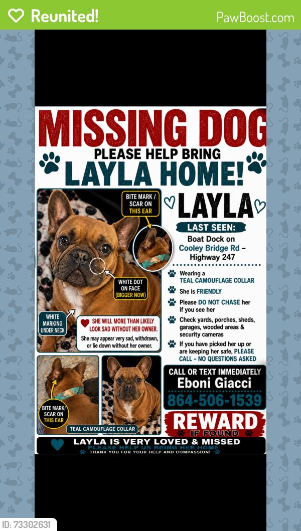 Reunited Female Dog last seen Cooley bridge road, Belton, SC 29627