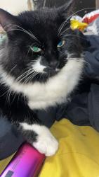 Reunited Male Cat last seen Henbry, Henbury, England BS10 7NZ
