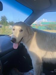 Found/Stray Female Dog last seen At San Jacinto Elementary, Baytown, TX 77520