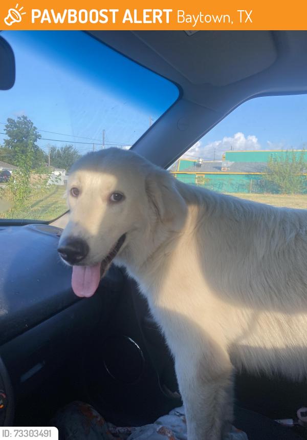 Found/Stray Female Dog last seen At San Jacinto Elementary, Baytown, TX 77520