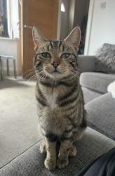 Reunited Male Cat last seen Hill view close/ shelvers way/ Epsom lane south, Epsom, England 