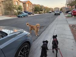 Found/Stray Unknown Dog last seen Copperlyn and Azurelyn, Whitney, NV 89122