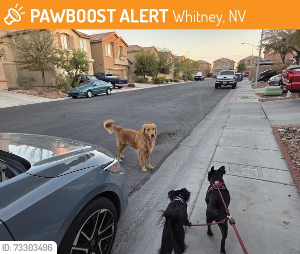 Found/Stray Unknown Dog last seen Copperlyn and Azurelyn, Whitney, NV 89122