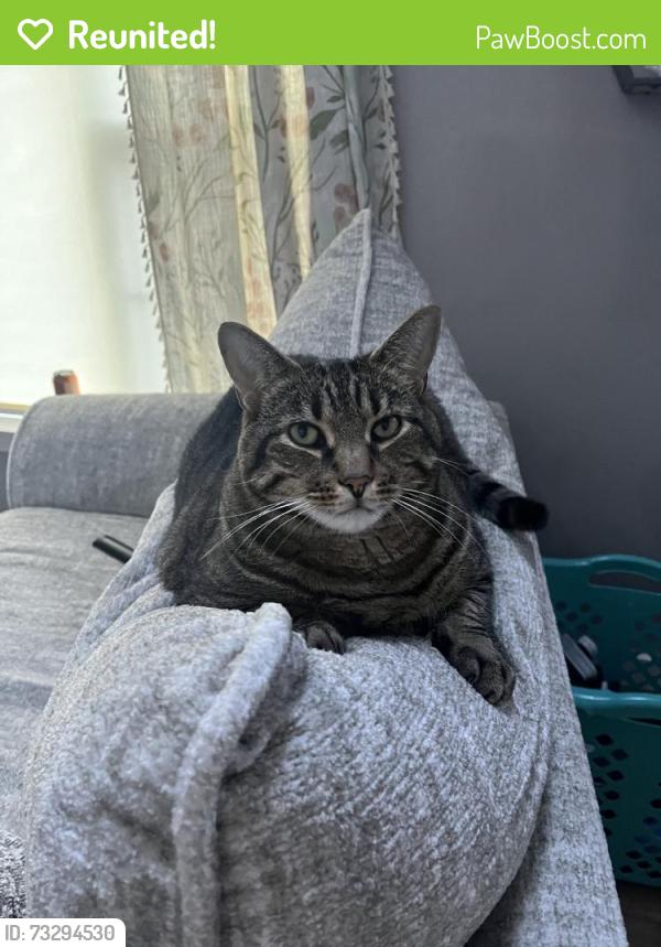 Reunited Male Cat last seen Near Lorden Ln, Brookline, NH 03033, USA, Brookline, NH 03033